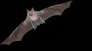 Bat Superpowers still