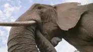Learning From Nature still