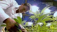 The Drug Makers still
