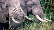 Savanna still