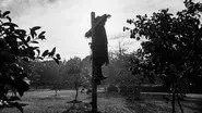 The Scarecrow still
