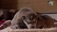 Spotted, Pampered Pups still