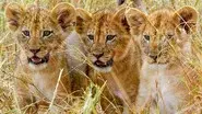 Kinship still