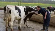 Udder Madness still