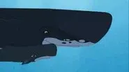 Whale of a Squid still