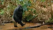 The Gorilla still