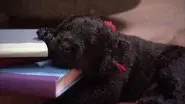 Chilled Out Pups still