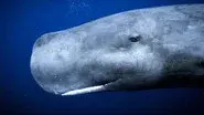 Ocean Giants still