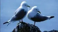 Saving Our Seabirds still