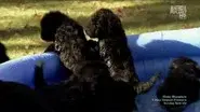 Pool Puppies still