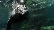 Ocean Animal Emergency still
