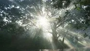 The Queen of Trees still