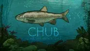 Chub: Lower Wye, Herefordshire still
