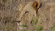 The Man-Eaters of Tsavo still