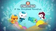The Humphead Parrotfish still