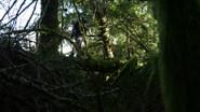 Nests of Giants still