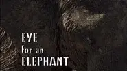 Eye for an Elephant still