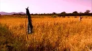 Grasslands: Roots of Power still