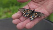 The Butterfly Keeper still