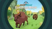European Bison still