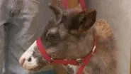 Doc Got Run Over by a Reindeer still