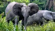Rainforest still