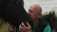 How Now Downed Cow? still