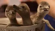 The Penguin Chick still