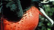 Islands of the Vampire Birds still