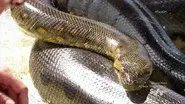 Serpent Soldiers still