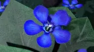 Dragon Flower still