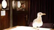 The Falcon's Cry still
