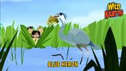 Blue Heron still