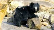 The Real Jungle Book Bear still