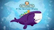 The Bowhead Whales still