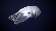Ocean Deep still