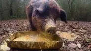 Hog Heaven still
