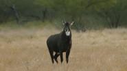 South Texas Nilgai still