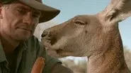 Kangaroo Dundee (2) still