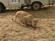 Houston, We Have An Elephant still