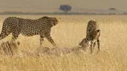 Africa still