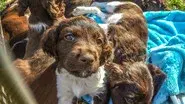 Puppies and Prickles still
