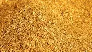 Gold Fever! still