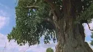 The Millennium Oak still