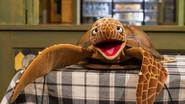 Turtle Tunes still