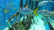 Dining with the Fishes still