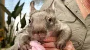 Kangaroo Dundee and Other Animals (2) still