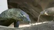 Komodo Connection still