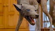 Texas Chupacabra still