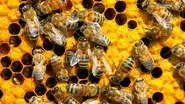 Birth of the Road Map; Attack of Killer Bees; Invention of Gas Mask still